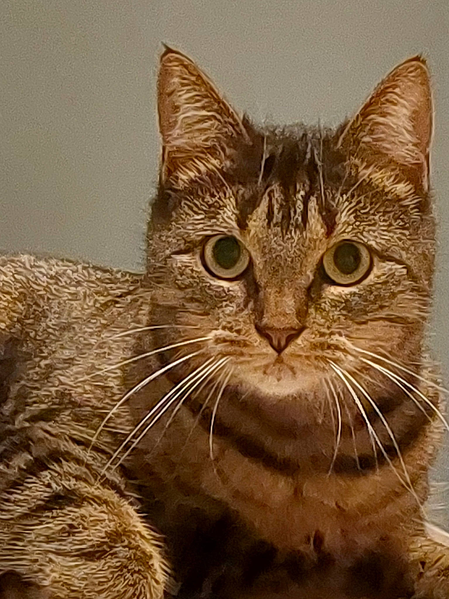 Pinup participe au concours pour gagner de l'argent avec cette photo : carnivore, cat, claw, domestic_short_haired_cat, felidae, fur, paw, small_to_medium_sized_cats, snout, terrestrial_animal, whiskers, wildlife