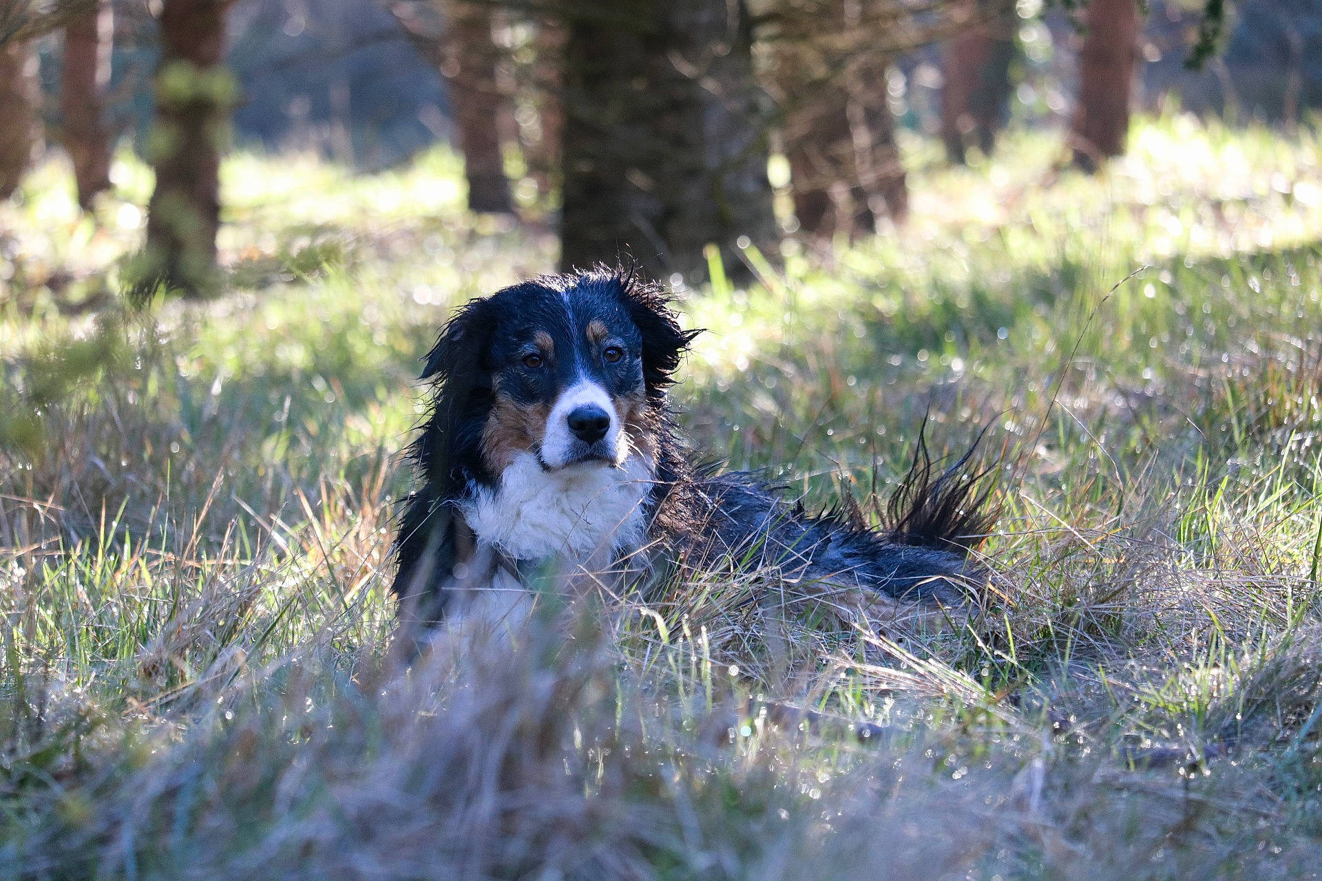 Chaussettes participe au concours pour gagner de l'argent avec cette photo : australian_shepherd, border_collie, carnivore, companion_dog, dog, dog_breed, field, grass, grassland, gun_dog, herding_dog, natural_landscape, plant, snout, spaniel, terrier, toy_dog, tree, water_dog, working_animal