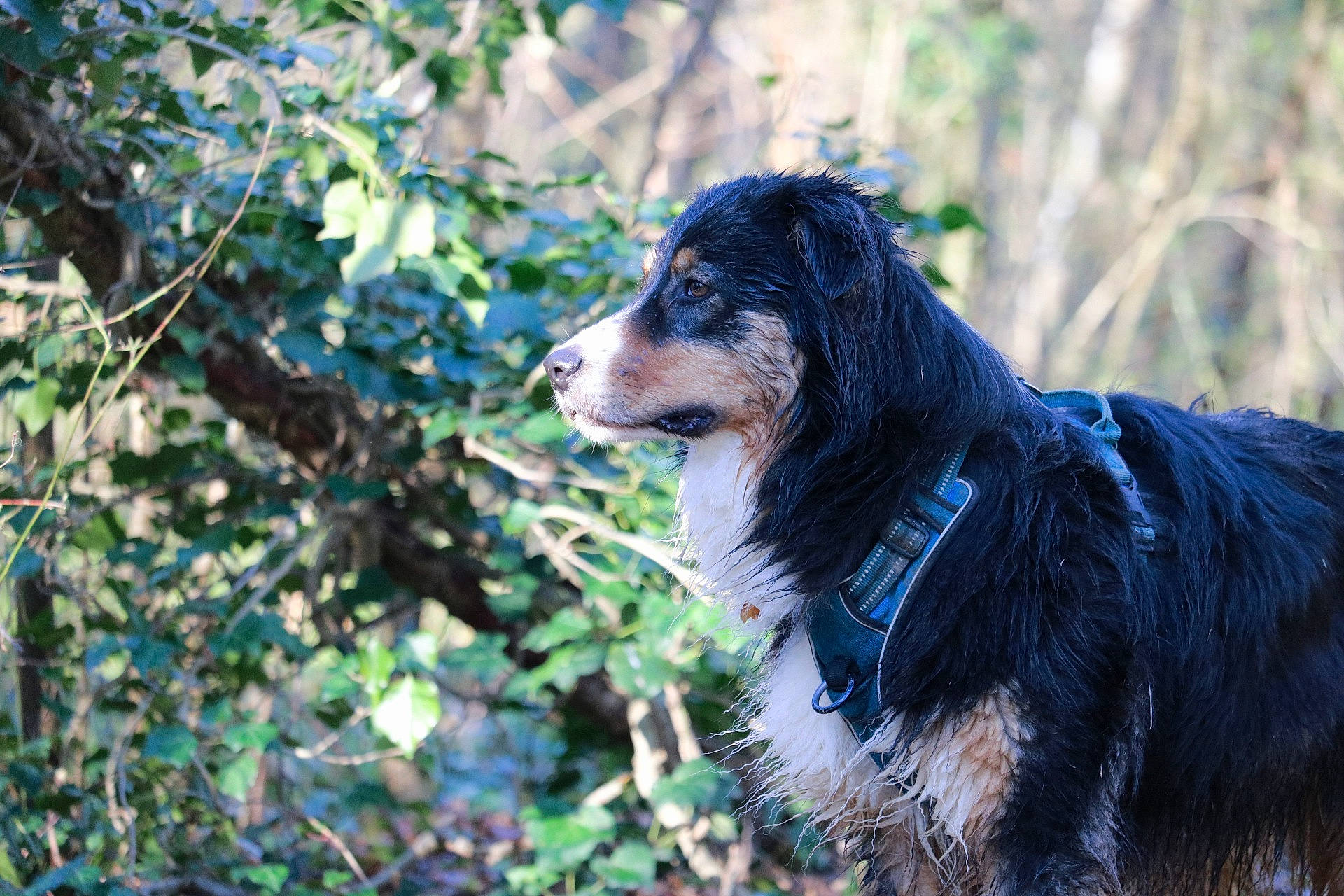 Chaussettes participe au concours pour gagner de l'argent avec cette photo : bernese_mountain_dog, canidae, carnivore, companion_dog, dog, dog_breed, forest, fur, grass, gun_dog, herding_dog, plant, snout, spaniel, sporting_group, terrestrial_animal, tree, twig, whiskers, working_dog