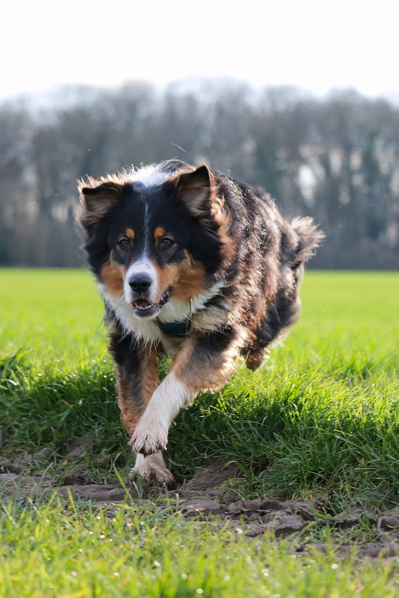 Chaussettes participe au concours pour gagner de l'argent avec cette photo : australian_shepherd, border_collie, canidae, carnivore, companion_dog, dog, dog_breed, field, grass, grassland, herding_dog, plant, sky, snout, sporting_group, tail, terrestrial_animal, tree, whiskers, working_dog