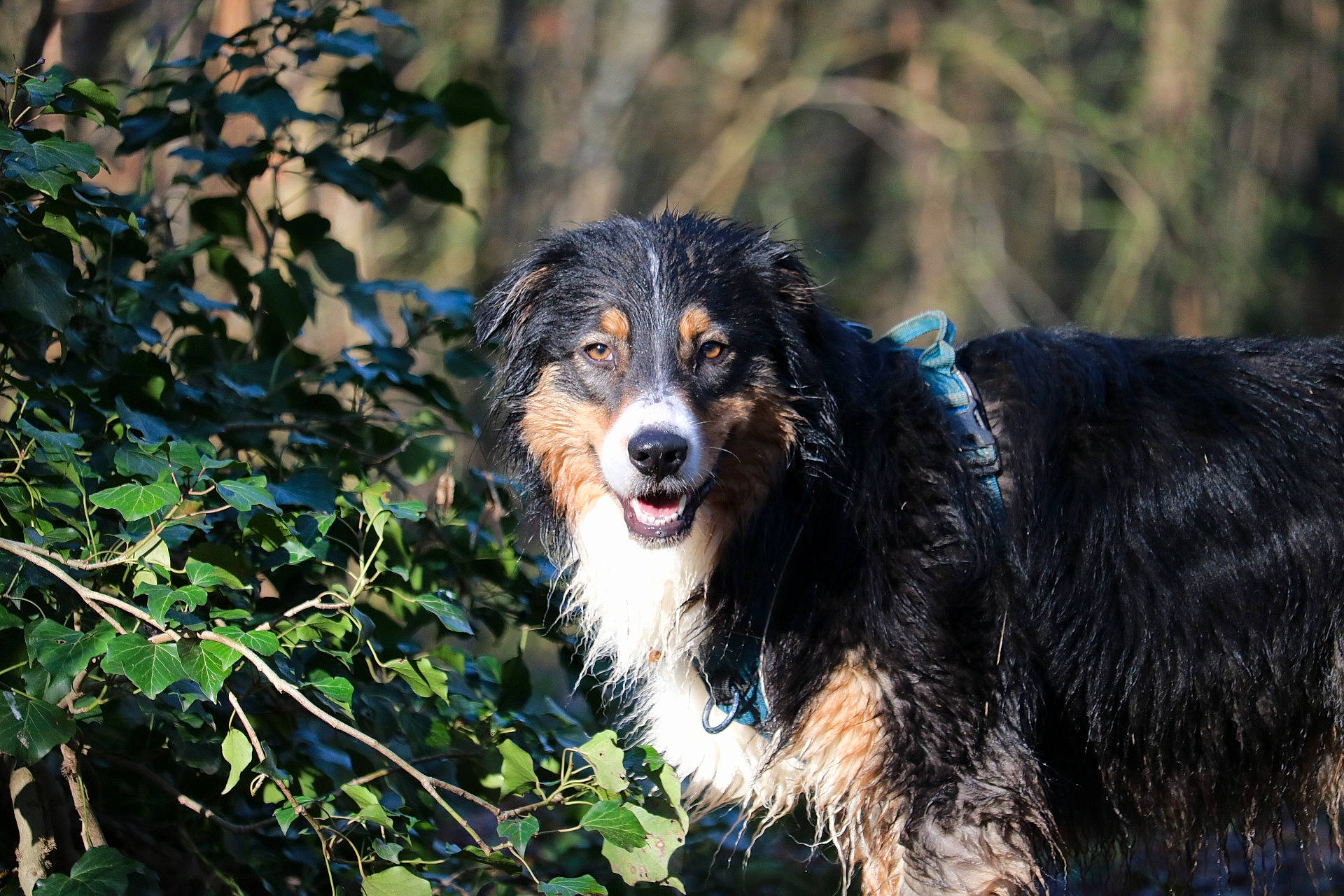 Chaussettes a rejoint le concours — aidez-le/la à gagner de superbes lots ! canidae, carnivore, companion_dog, dog, dog_breed, gun_dog, herding_dog, snout, sporting_group, terrestrial_animal, working_dog