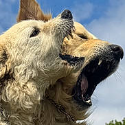 Buddy Max joined the competition — help win amazing prizes! animal, bared_teeth, blue_sky, canine, chain_collar, close_up, collar, daylight, dog, dogs, fur, grass, nose, open_mouth, outdoor, playful, portrait, screenshot_ui, snout, whiskers