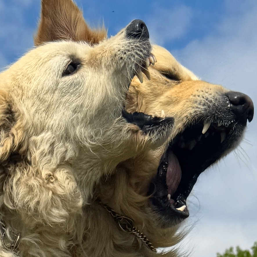Buddy Max joined the competition — help win amazing prizes! animal, bared_teeth, blue_sky, canine, chain_collar, close_up, collar, daylight, dog, dogs, fur, grass, nose, open_mouth, outdoor, playful, portrait, screenshot_ui, snout, whiskers
