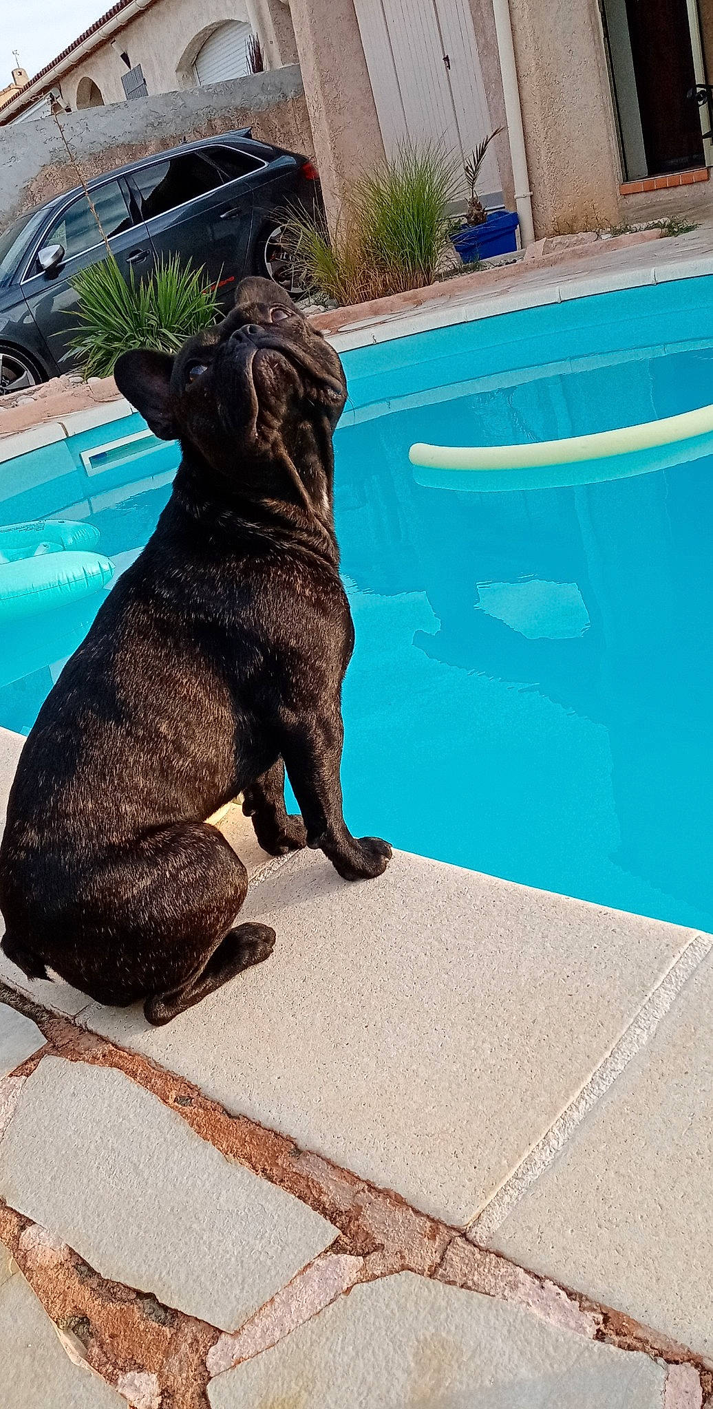 Pepsi a rejoint le concours — aidez-le/la à gagner de superbes lots ! canidae, carnivore, companion_dog, dog, dog_breed, fawn, flooring, fur, guard_dog, leisure, liver, plant, sculpture, snout, sporting_group, tail, terrestrial_animal, water, window, working_animal