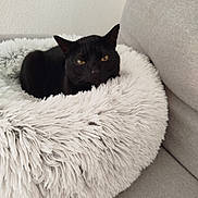 Sirius participe au concours pour gagner de l'argent avec cette photo : black_cat, cat, pet, fluffy_bed, white_bed, couch, gray_couch, furniture, indoor, relaxed, animal, fur, yellow_eyes, resting, cozy, domestic_cat, mammal, soft_texture, home, cute