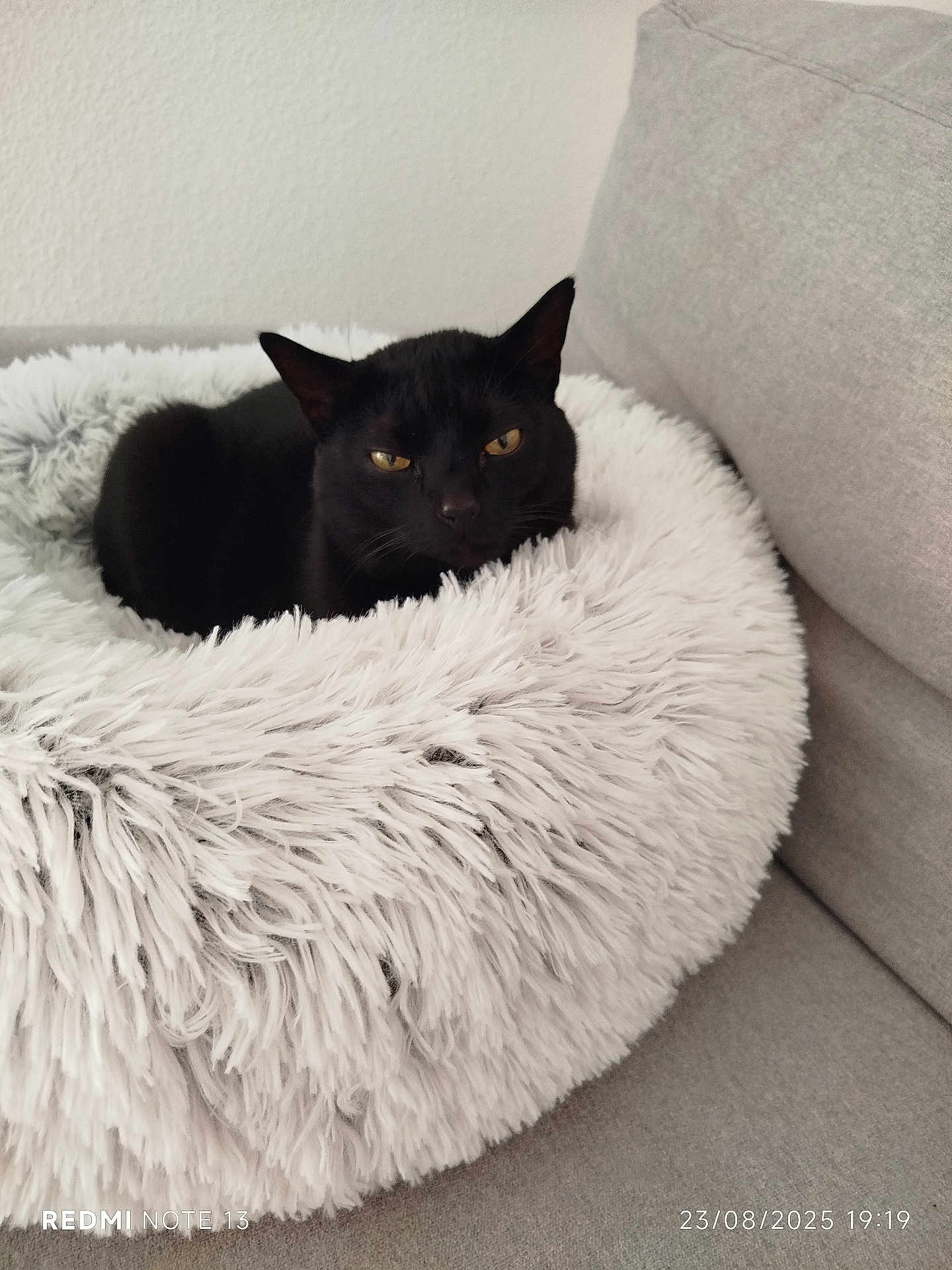 Sirius