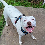 Baby joined the competition — help win amazing prizes! animal, black_spots, canine, concrete, dog, excited, friendly, garden, grass, happy, harness, leash, looking_up, outdoor, pet, playful, sidewalk, smiling, tongue_out, white_dog