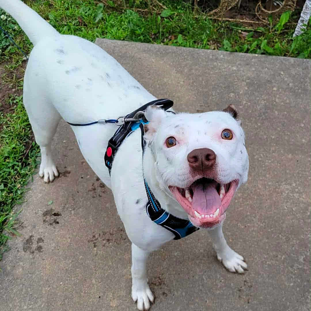 Baby joined the competition — help win amazing prizes! animal, black_spots, canine, concrete, dog, excited, friendly, garden, grass, happy, harness, leash, looking_up, outdoor, pet, playful, sidewalk, smiling, tongue_out, white_dog