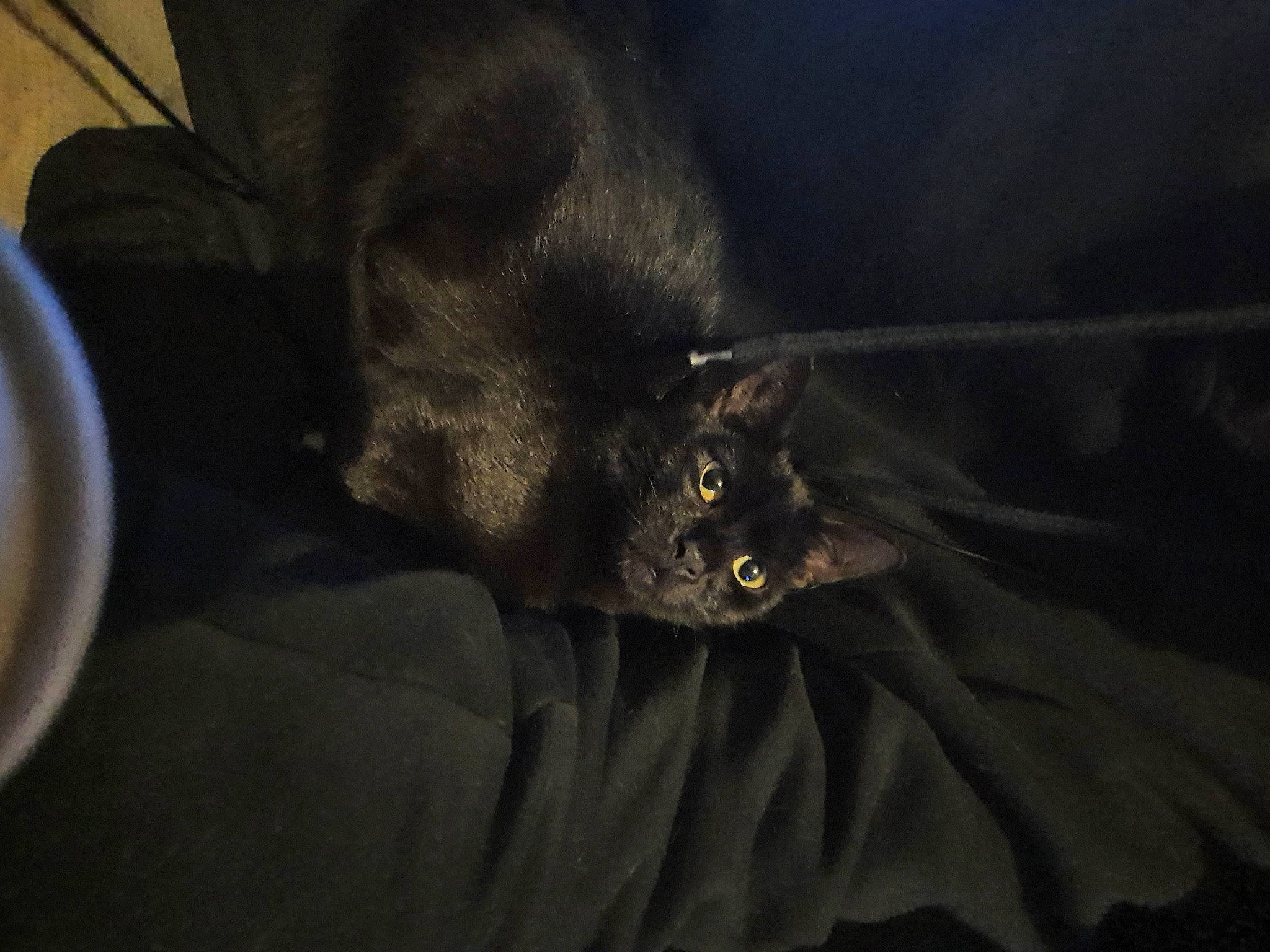 Nero a rejoint le concours — aidez-le/la à gagner de superbes lots ! black_cat, bombay, carnivore, cat, claw, cloud, comfort, darkness, domestic_short_haired_cat, felidae, fur, grey, night, paw, small_to_medium_sized_cats, tail, terrestrial_animal, vertebrate, whiskers, wildlife