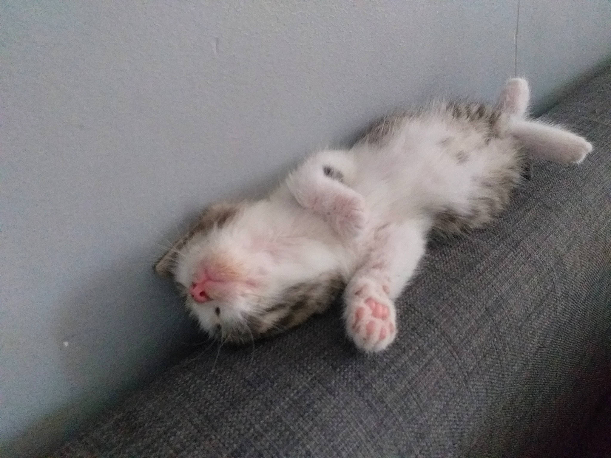 Asta participe au concours pour gagner de l'argent avec cette photo : carnivore, cat, claw, comfort, domestic_short_haired_cat, eye, fawn, felidae, flooring, foot, fur, nap, paw, small_to_medium_sized_cats, tail, whiskers