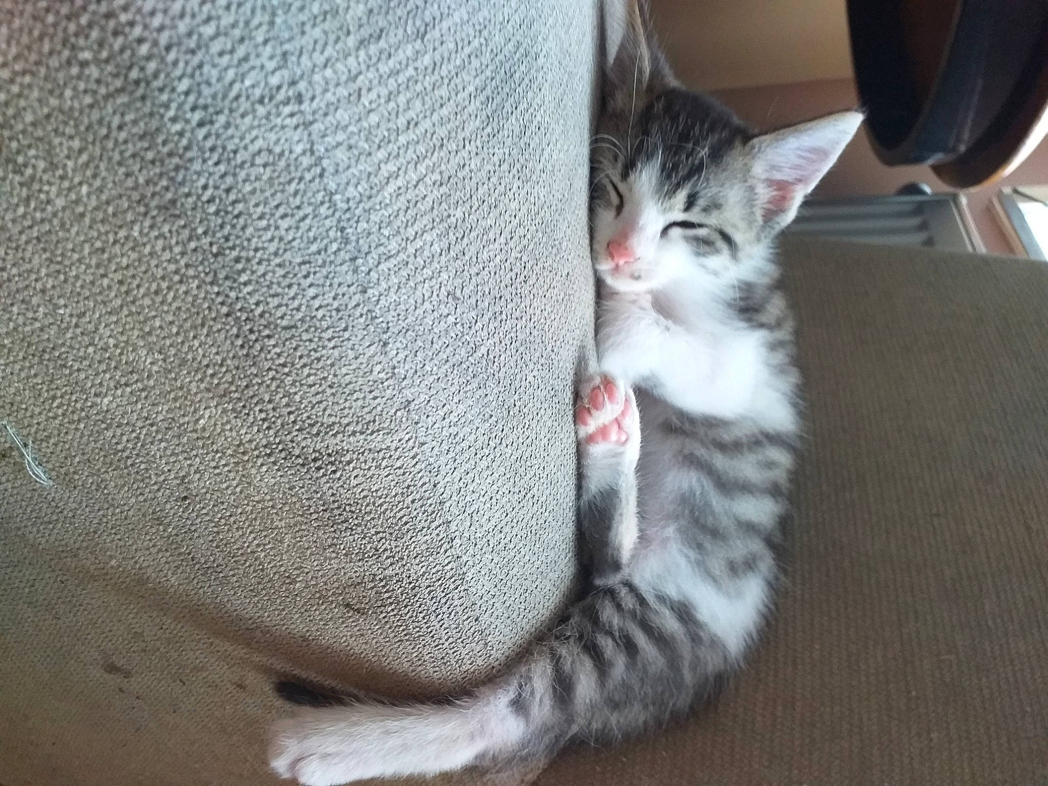 Asta a rejoint le concours — aidez-le/la à gagner de superbes lots ! carnivore, cat, claw, comfort, domestic_short_haired_cat, felidae, fur, grey, paw, small_to_medium_sized_cats, snout, tail, whiskers, window