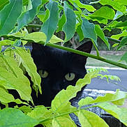 Zoe a rejoint le concours — aidez-le/la à gagner de superbes lots ! cat, black_cat, green_leaves, foliage, animal, outdoor, nature, eyes, pet, hiding, plant, close_up, yellow_eyes, curious, wildlife, mammal, leafy, camouflage, road, background