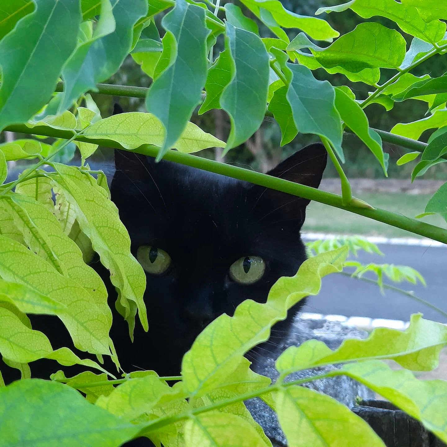 Zoe a rejoint le concours — aidez-le/la à gagner de superbes lots ! animal, background, black_cat, camouflage, cat, close_up, curious, eyes, foliage, green_leaves, hiding, leafy, mammal, nature, outdoor, pet, plant, road, wildlife, yellow_eyes