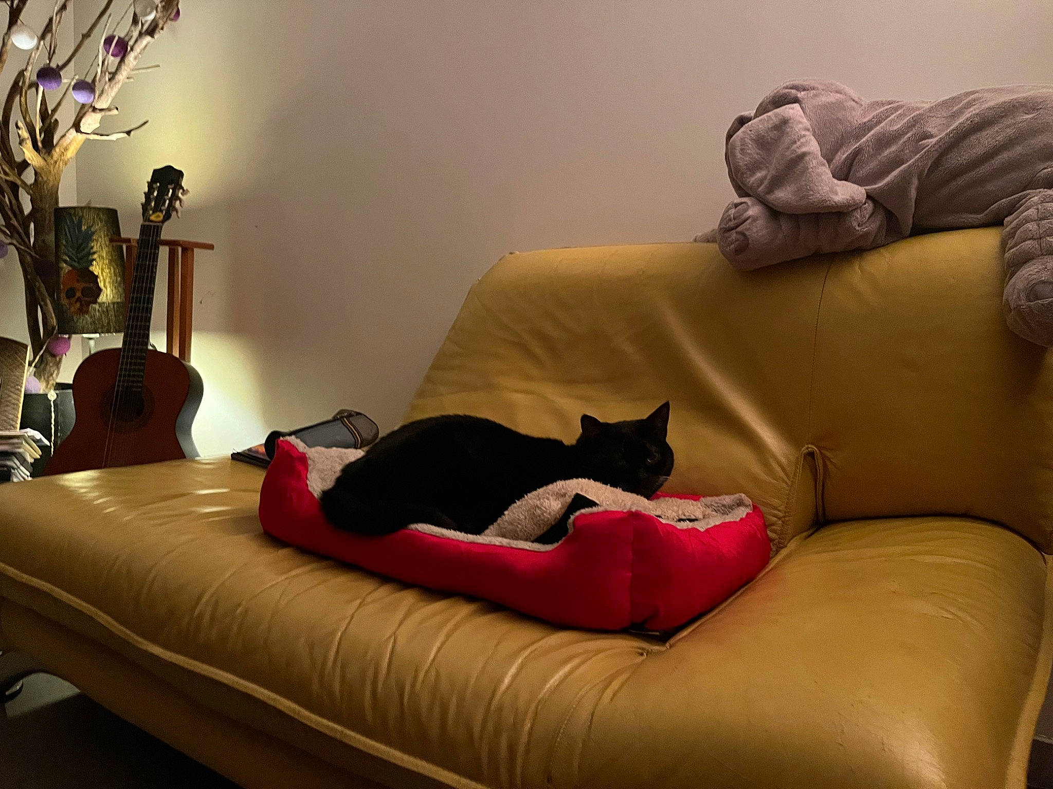 Kumbia participe au concours pour gagner de l'argent avec cette photo : brown, carnivore, cat, comfort, couch, felidae, flooring, furniture, grey, hardwood, interior_design, light, lighting, living_room, room, small_to_medium_sized_cats, sofa_bed, studio_couch, textile, wood