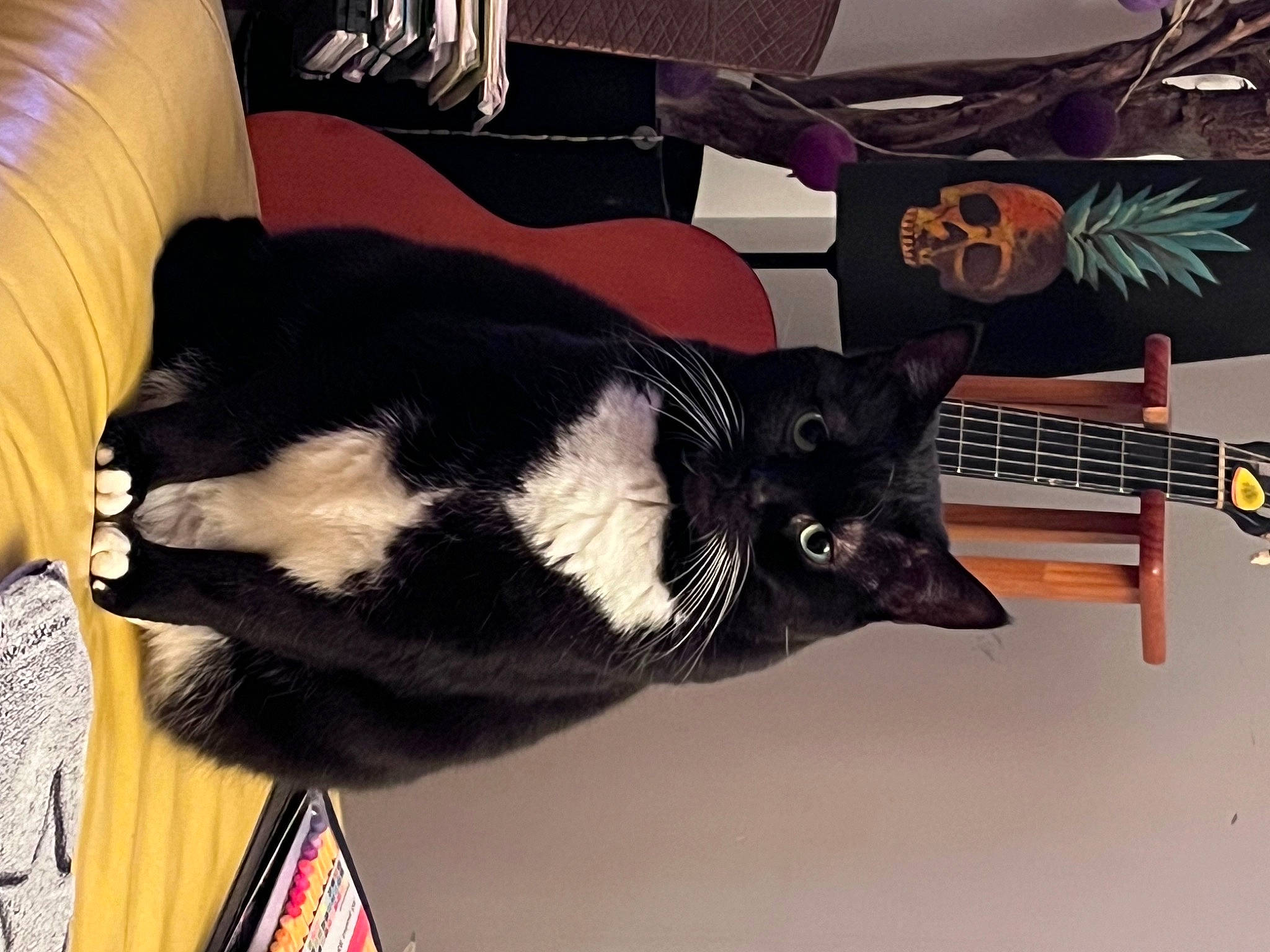 Kumbia participe au concours pour gagner de l'argent avec cette photo : canidae, carmine, carnivore, claw, couch, dog_breed, ear, event, fashion_accessory, felidae, flag, fur, small_to_medium_sized_cats, snout, tail, terrestrial_animal, whiskers