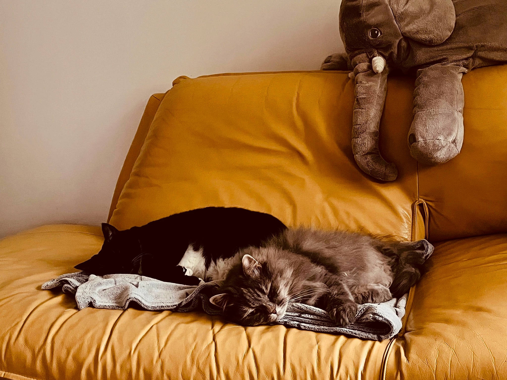 Kumbia a rejoint le concours — aidez-le/la à gagner de superbes lots ! brown, carnivore, cat, comfort, companion_dog, couch, dog_breed, felidae, fur, furniture, hardwood, living_room, mammal, room, small_to_medium_sized_cats, studio_couch, stuffed_toy, textile, whiskers, wood