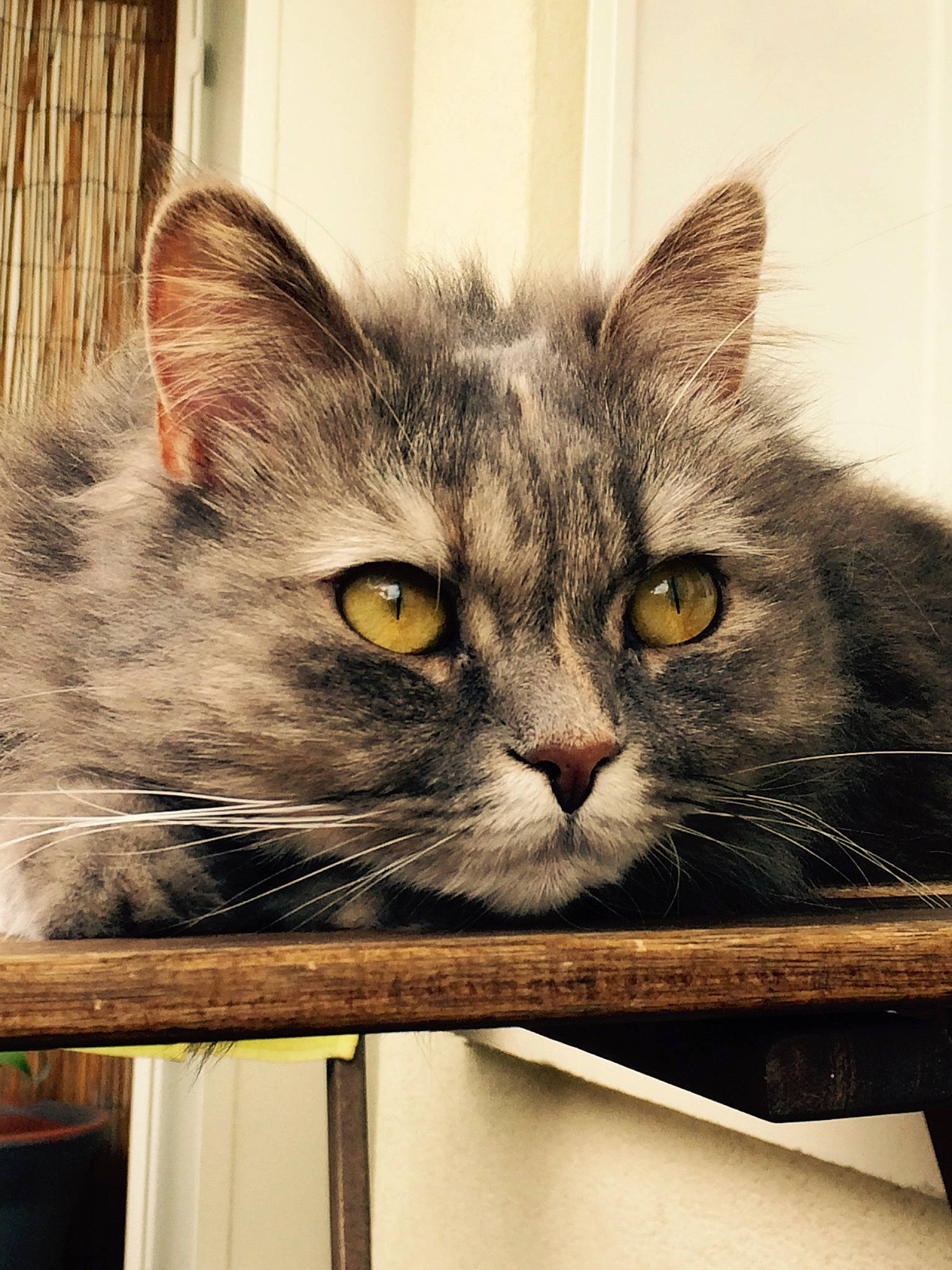 Jazz a rejoint le concours — aidez-le/la à gagner de superbes lots ! art, box, carnivore, cat, domestic_short_haired_cat, felidae, fur, paw, pet_supply, rectangle, small_to_medium_sized_cats, snout, terrestrial_animal, visual_arts, whiskers, wood