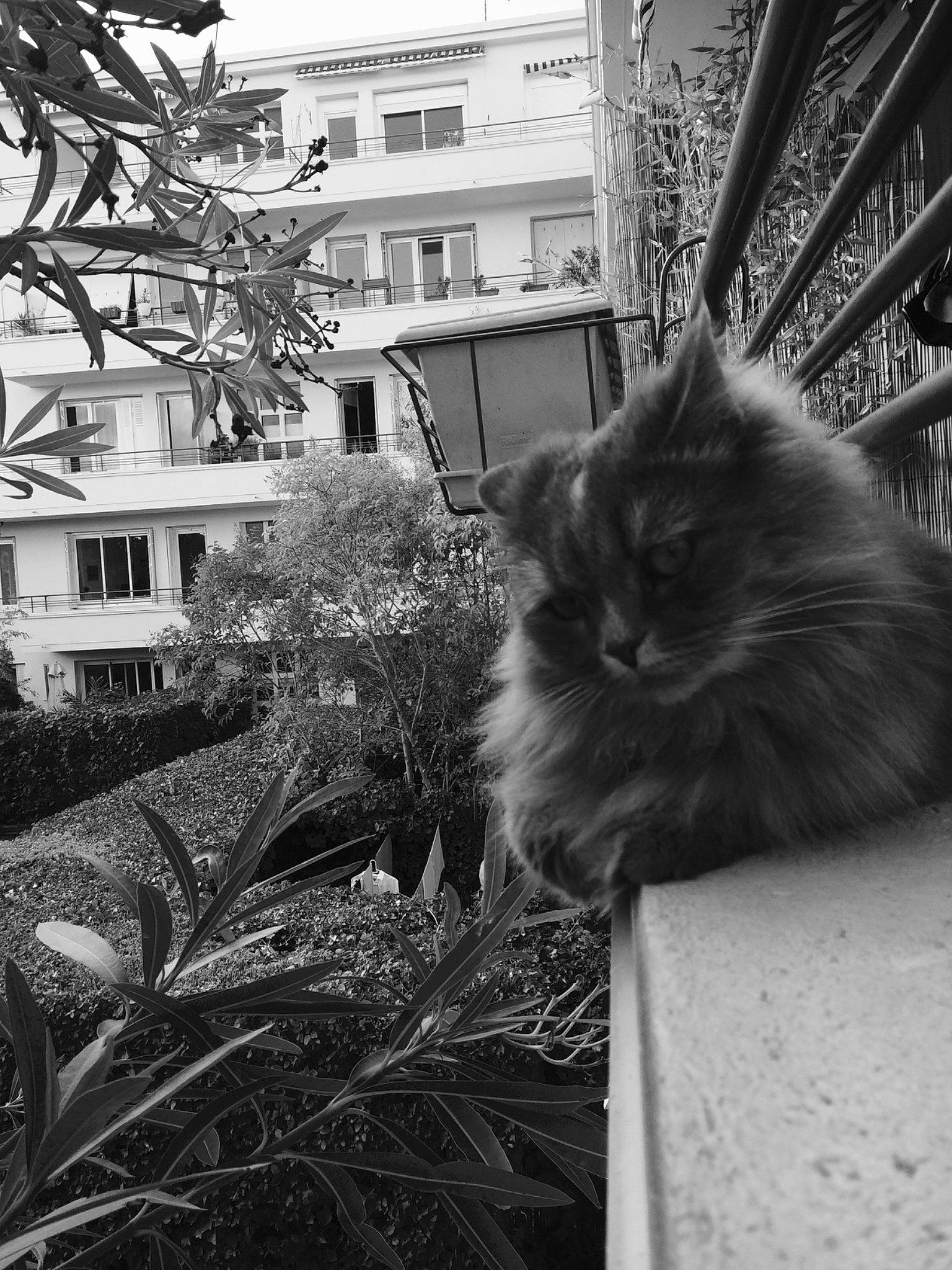 Jazz a rejoint le concours — aidez-le/la à gagner de superbes lots ! black, black_and_white, building, carnivore, cat, felidae, fur, grass, grey, house, monochrome_photography, plant, small_to_medium_sized_cats, snout, style, tints_and_shades, tree, whiskers, white, window