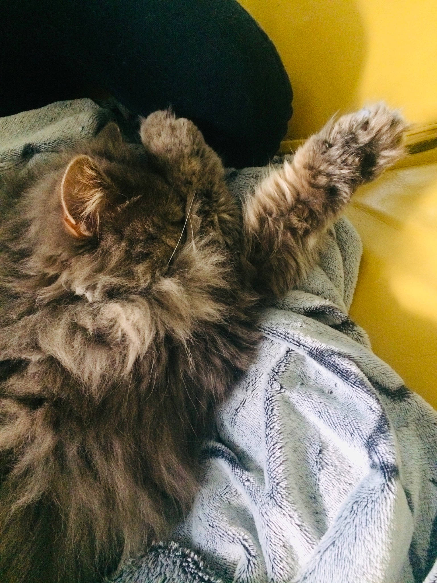 Jazz a rejoint le concours — aidez-le/la à gagner de superbes lots ! beard, canidae, carnivore, comfort, companion_dog, dog_breed, fawn, feather, felidae, fur, fur_clothing, gesture, lion, liver, small_to_medium_sized_cats, snout, terrestrial_animal, whiskers, wildlife, wrinkle