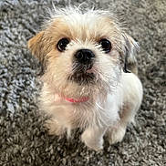 Charolette is registered to the contest to win money with this photo: adorable, animal, canine, carpet, collar, companion, cute, dog, domestic_animal, face, fluffy, fur, indoor, looking_up, mammal, pet, puppy, small_dog, whiskers, young
