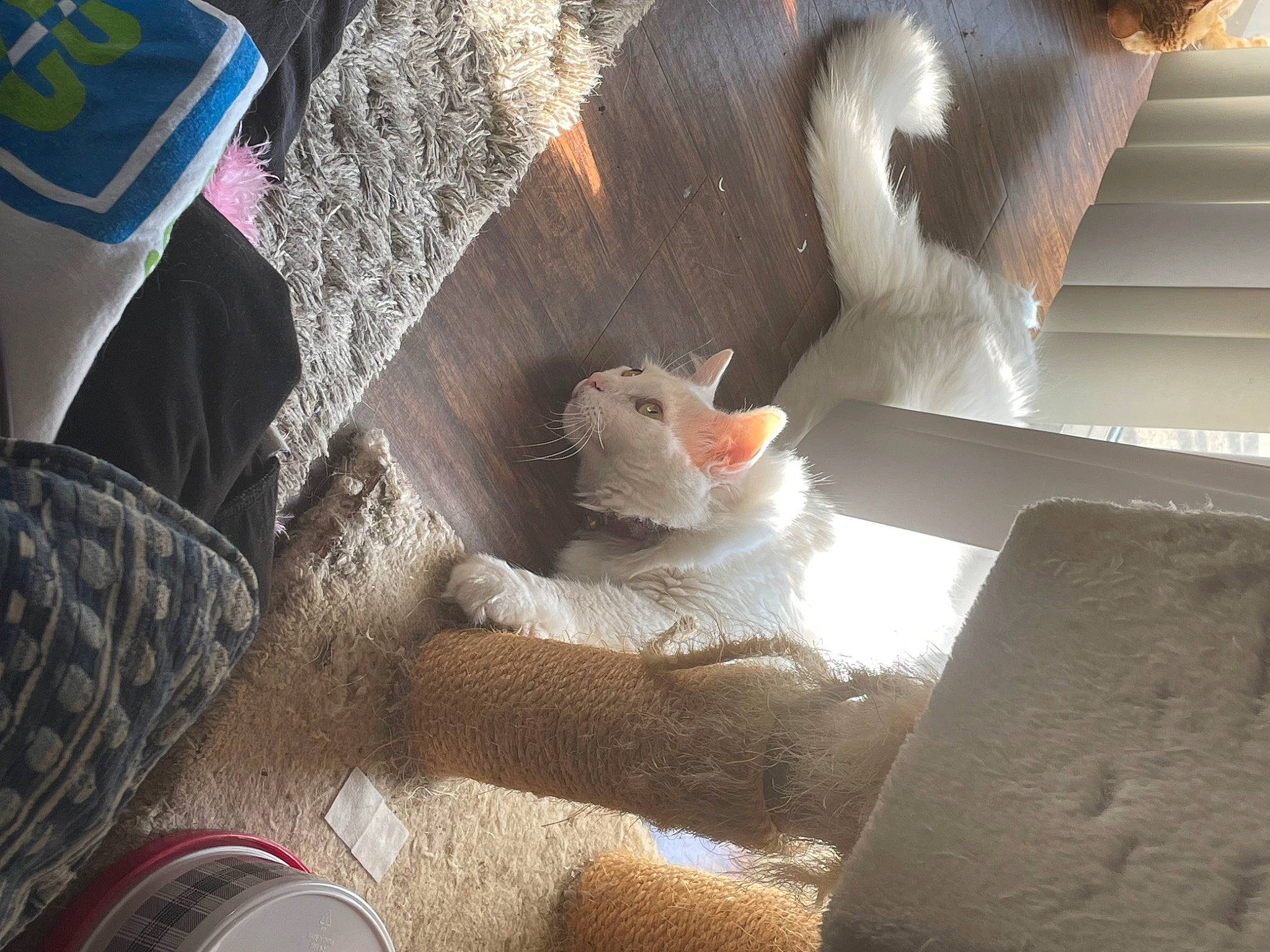 Ghost joined the competition — help win amazing prizes! art, auto_part, claw, comfort_food, fawn, felidae, fur, glass, linens, muroidea, paw, rat, rodent, room, small_to_medium_sized_cats, stuffed_toy, tail, textile, whiskers, wool