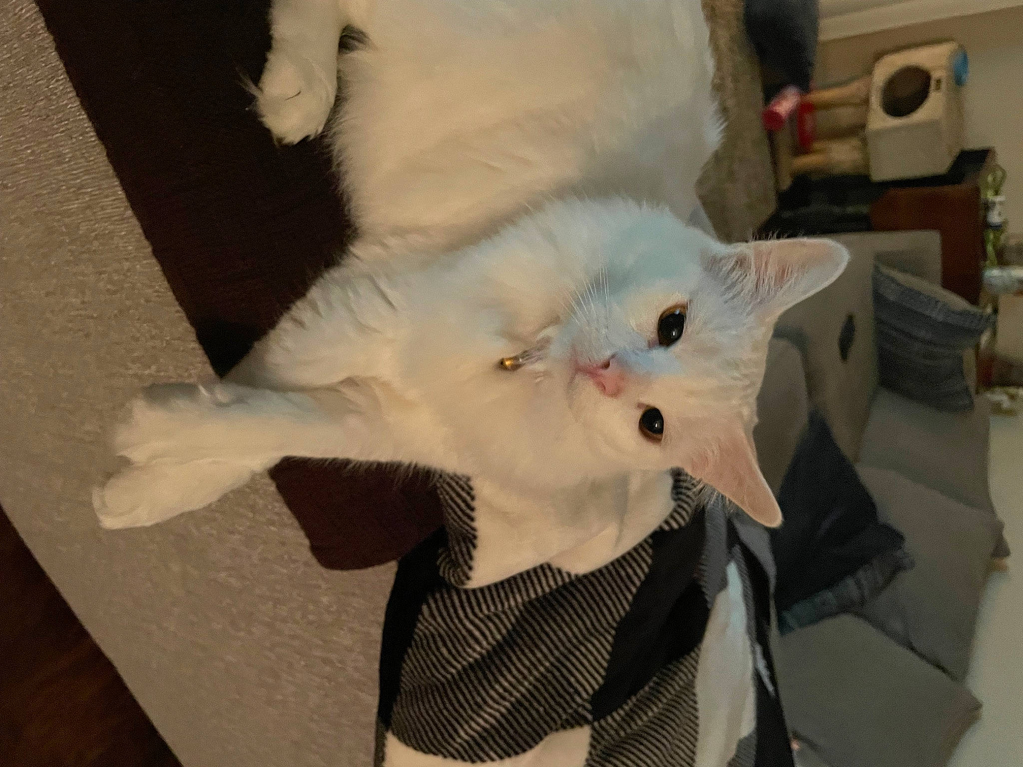 Ghost is registered to the contest to win money with this photo: canidae, carnivore, cat, claw, cockatoo, companion_dog, domestic_short_haired_cat, ear, fawn, felidae, fur, gesture, pattern, paw, room, small_to_medium_sized_cats, snout, tail, whiskers