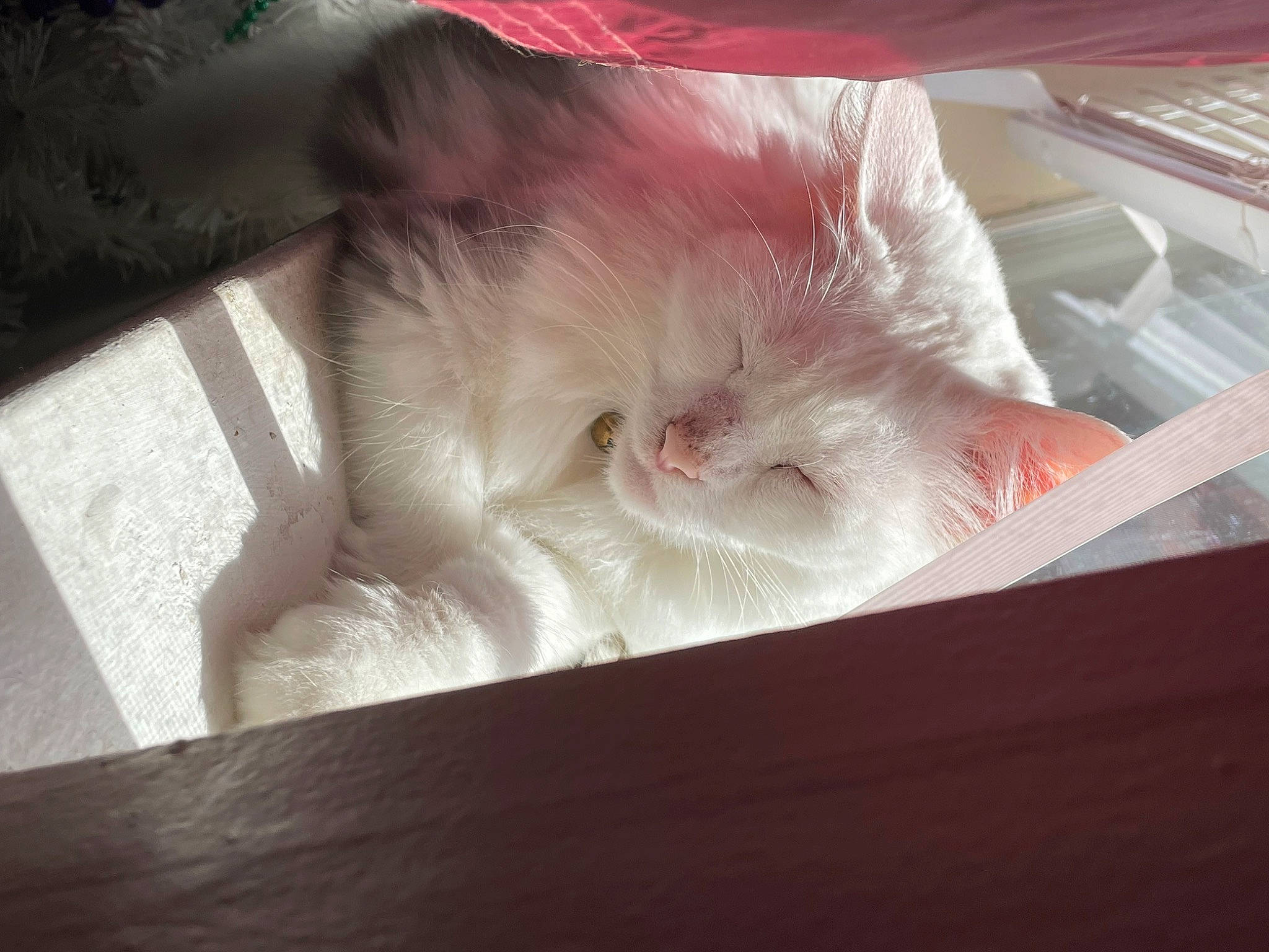 Ghost is registered to the contest to win money with this photo: canidae, carnivore, cat, claw, cloud, comfort, domestic_short_haired_cat, fawn, feather, felidae, foot, fur, nap, paw, sleep, small_to_medium_sized_cats, snout, tail, whiskers, wood