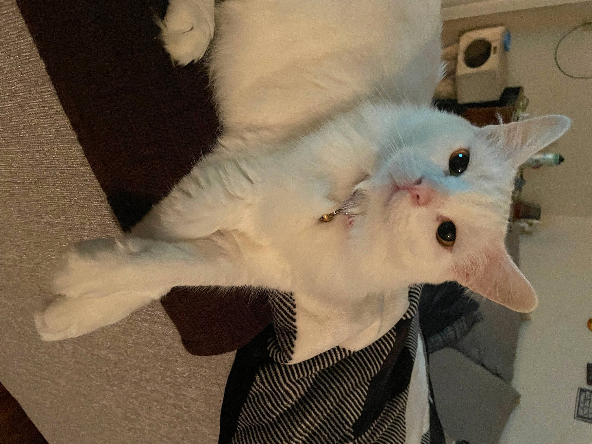 Ghost is registered to the contest to win money with this photo: abdomen, carnivore, cat, clothing, eye, felidae, fur, gesture, pattern, room, sleeve, small_to_medium_sized_cats, snout, tail, toy, whiskers