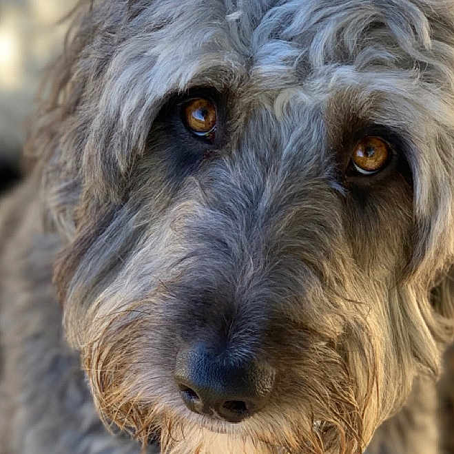 Einstein joined the competition — help win amazing prizes! carnivoran, dog, dog_breed, dog_like_mammal, irish_wolfhound, sapsali, snout