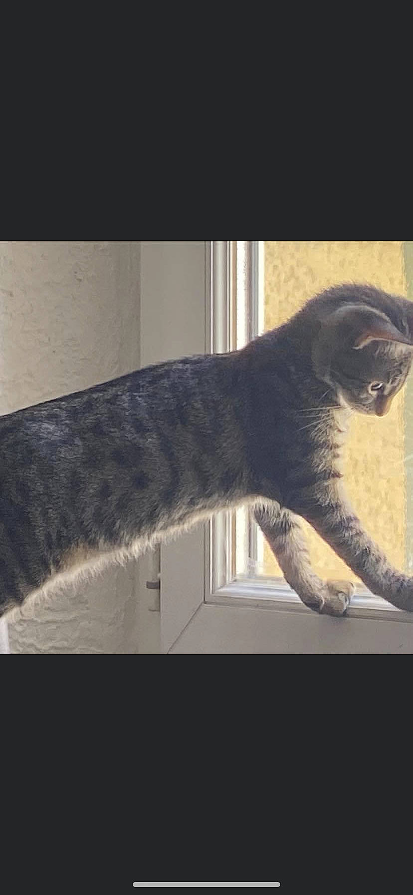 Minnie a rejoint le concours — aidez-le/la à gagner de superbes lots ! art, carnivore, cat, claw, domestic_short_haired_cat, felidae, fur, plant, small_to_medium_sized_cats, snout, sporting_group, tail, terrestrial_animal, tints_and_shades, tree, visual_arts, whiskers, wildlife, window, wood