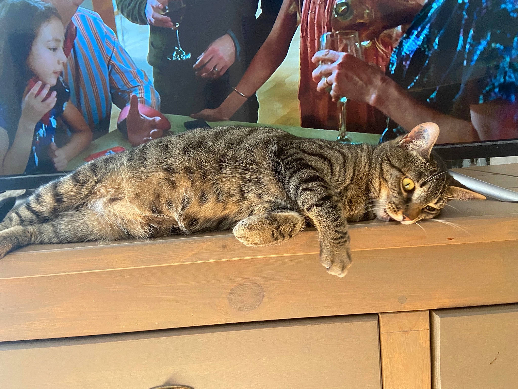 Minnie participe au concours pour gagner de l'argent avec cette photo : carnivore, cat, chair, claw, comfort, couch, domestic_short_haired_cat, felidae, fur, lap, metal, paw, person, sitting, small_to_medium_sized_cats, snout, t_shirt, tail, terrestrial_animal, whiskers