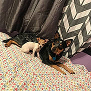 Skitzie is registered to the contest to win money with this photo: animal, bed, chevron_pattern, collar, companionship, curtain, cute, dog, domestic, floral_pattern, fur, indoor, large_dog, lying_down, pet, pillow, quilt, relaxed, resting, small_dog