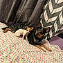 animal, bed, chevron_pattern, collar, companionship, curtain, cute, dog, domestic, floral_pattern, fur, indoor, large_dog, lying_down, pet, pillow, quilt, relaxed, resting, small_dog