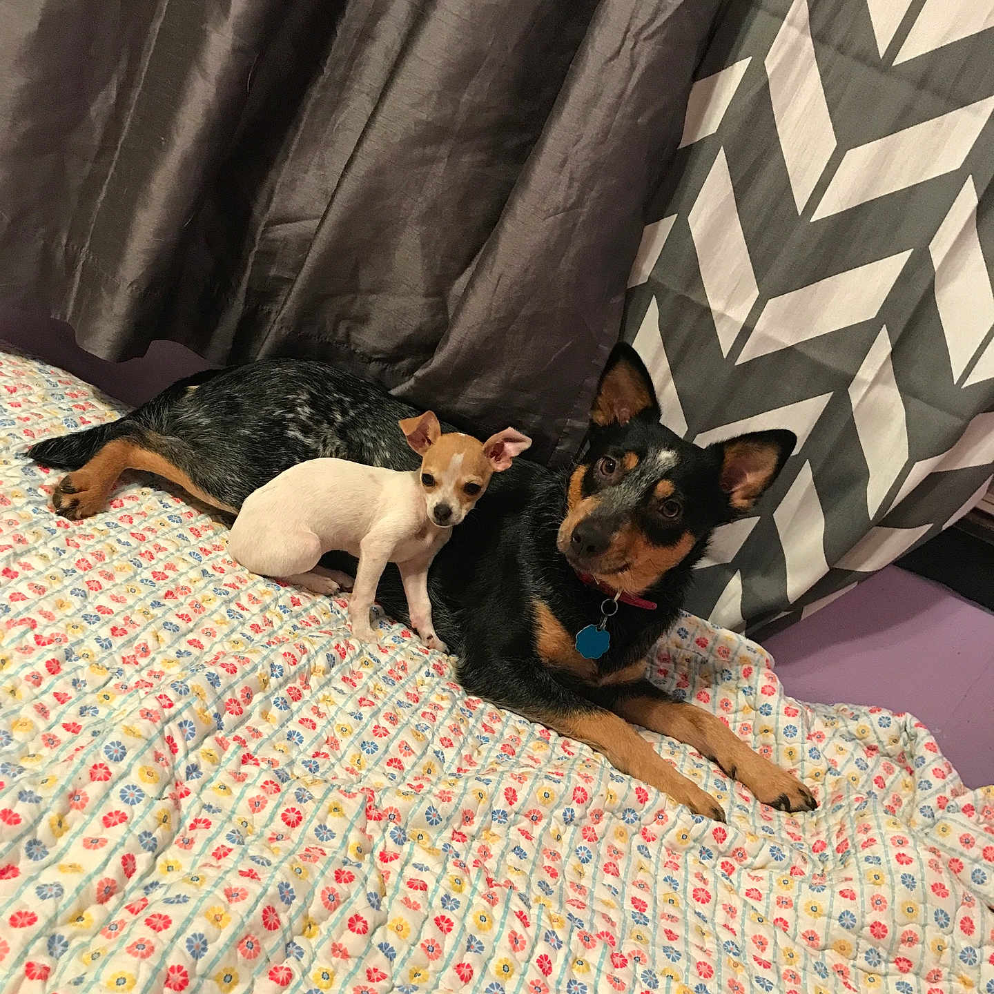 Skitzie is registered to the contest to win money with this photo: animal, bed, chevron_pattern, collar, companionship, curtain, cute, dog, domestic, floral_pattern, fur, indoor, large_dog, lying_down, pet, pillow, quilt, relaxed, resting, small_dog