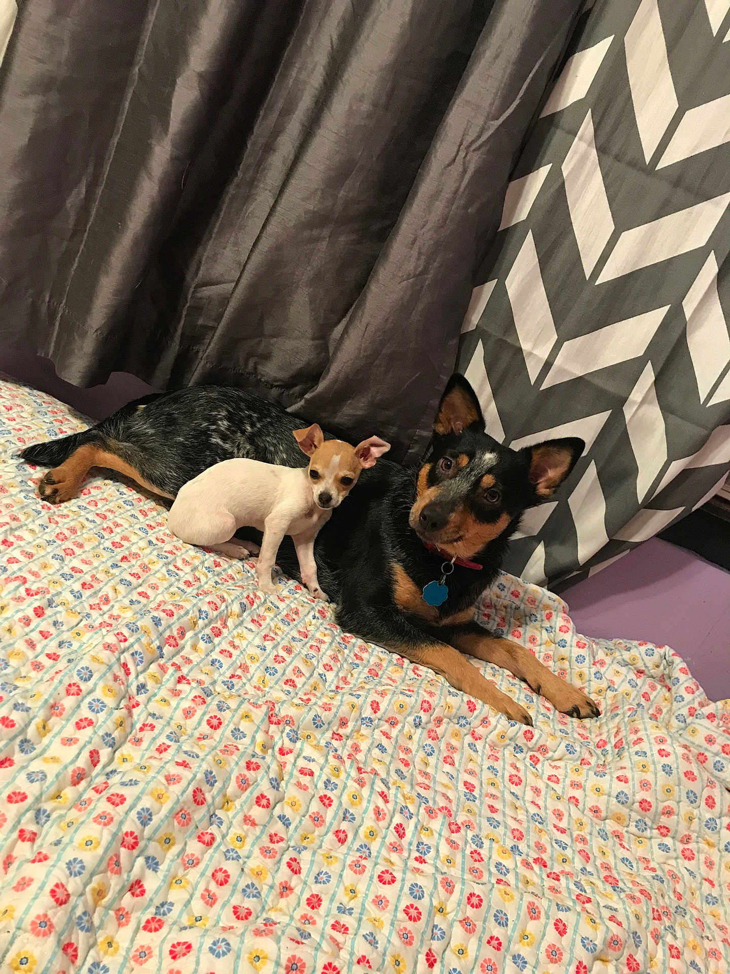 Skitzie is registered to the contest to win money with this photo: animal, bed, chevron_pattern, collar, companionship, curtain, cute, dog, domestic, floral_pattern, fur, indoor, large_dog, lying_down, pet, pillow, quilt, relaxed, resting, small_dog