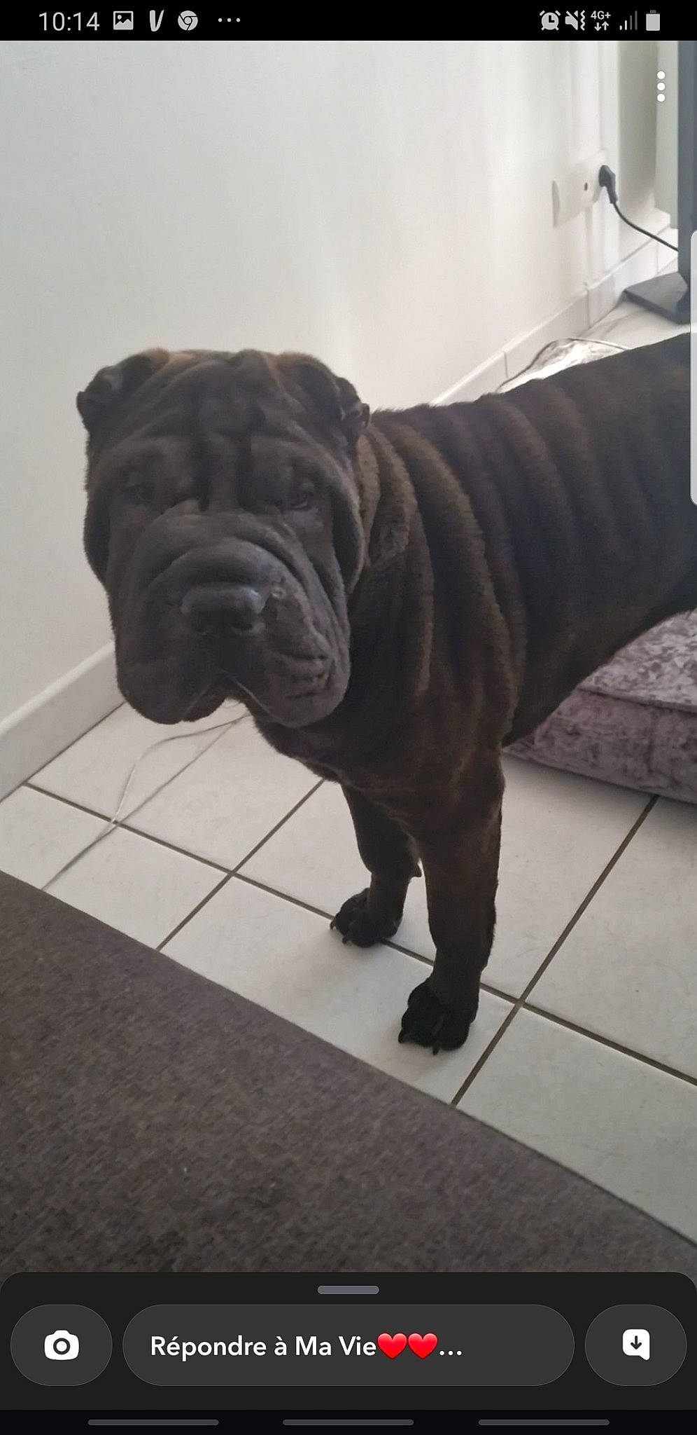 Twixzzy a rejoint le concours — aidez-le/la à gagner de superbes lots ! art, automotive_tire, canidae, carnivore, companion_dog, dog, dog_breed, door, fawn, floor, flooring, fur, sculpture, shar_pei, snout, sporting_group, statue, tail, working_animal, wrinkle