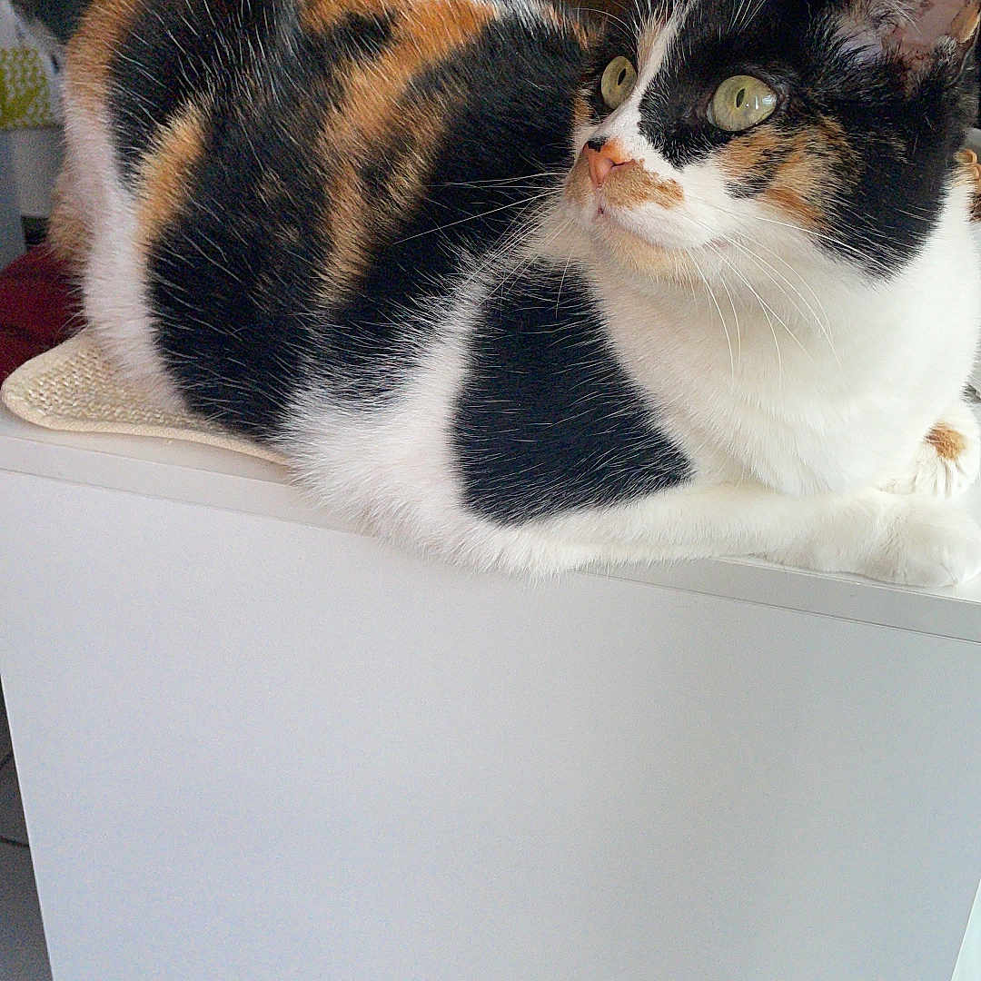Milka