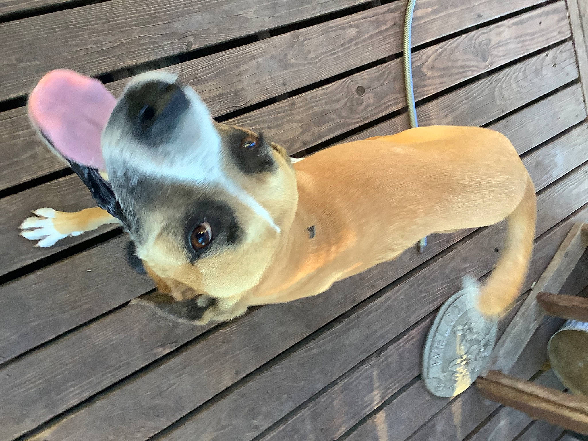 Smores joined the competition — help win amazing prizes! canidae, carnivore, companion_dog, dog, dog_breed, dog_collar, eye, fawn, hardwood, non_sporting_group, pet_supply, snout, sporting_group, terrestrial_animal, whiskers, wood, working_animal