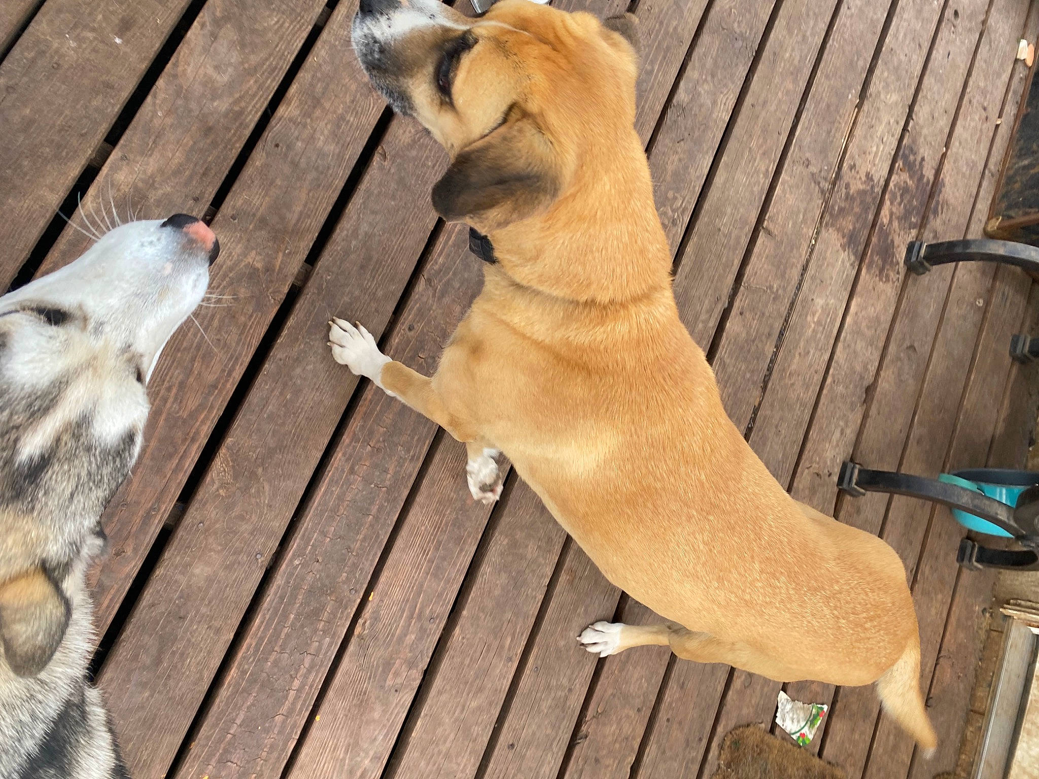 Smores is registered to the contest to win money with this photo: canidae, carnivore, collar, companion_dog, dog, dog_breed, dog_collar, fawn, flooring, fur, hardwood, paw, plank, snout, sporting_group, tail, terrestrial_animal, wood, wood_stain, working_animal