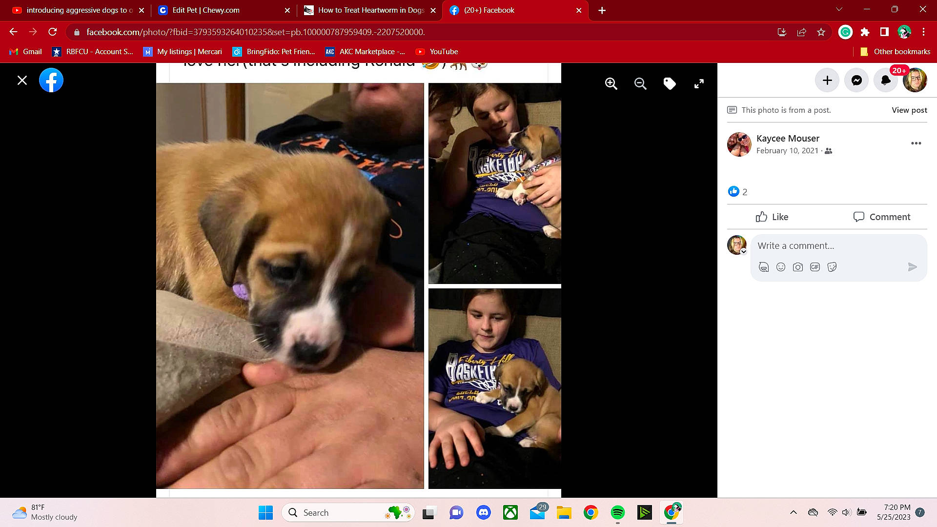 Smores joined the competition — help win amazing prizes! advertising, brand, canidae, carnivore, communication_device, companion_dog, dog, dog_breed, font, multimedia, multimedia_software, photo_caption, photography, product, puppy_love, rectangle, screenshot, sporting_group, web_page, website