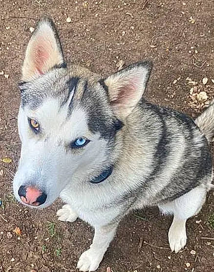 Luna is registered to the contest to win money with this photo: ancient_dog_breeds, canidae, carnivore, dog, dog_breed, fur, non_sporting_group, siberian_husky, sled_dog, snout, sporting_group, terrestrial_animal, whiskers, wolf, working_animal, working_dog