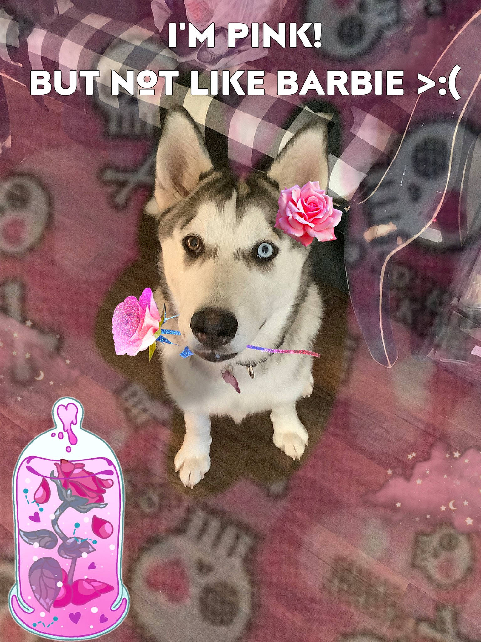 Luna joined the competition — help win amazing prizes! canidae, carnivore, collar, companion_dog, dog, dog_breed, dog_collar, dog_supply, fashion_accessory, fawn, flooring, font, happy, internet_meme, paw, pet_supply, photo_caption, sporting_group, tail, working_animal
