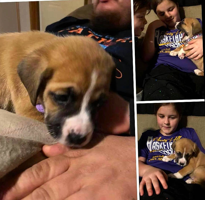 Smores is registered to the contest to win money with this photo: bored, boxer, carnivore, child, collage, comfort, companion_dog, dog, dog_breed, fawn, fur, happy, photograph, puppy_love, sleeve, snapshot, sporting_group, t_shirt, toy_dog, working_animal