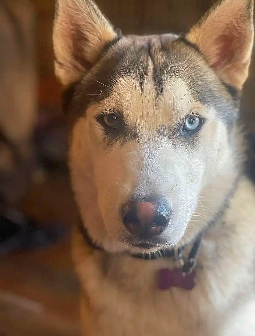 Luna is registered to the contest to win money with this photo: canidae, carnivore, collar, companion_dog, dog, dog_breed, eye, fawn, fur, head, jaw, sled_dog, snout, snow, sporting_group, terrestrial_animal, whiskers, wildlife, working_animal, working_dog
