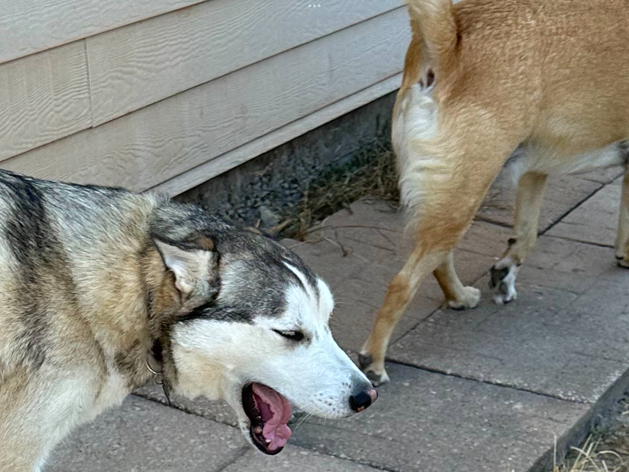 Luna joined the competition — help win amazing prizes! canidae, carnivore, collar, companion_dog, dog, dog_breed, fawn, foot, fur, human_leg, livestock, siberian_husky, sled_dog, snout, sporting_group, street_dog, tail, terrestrial_animal, working_animal, working_dog