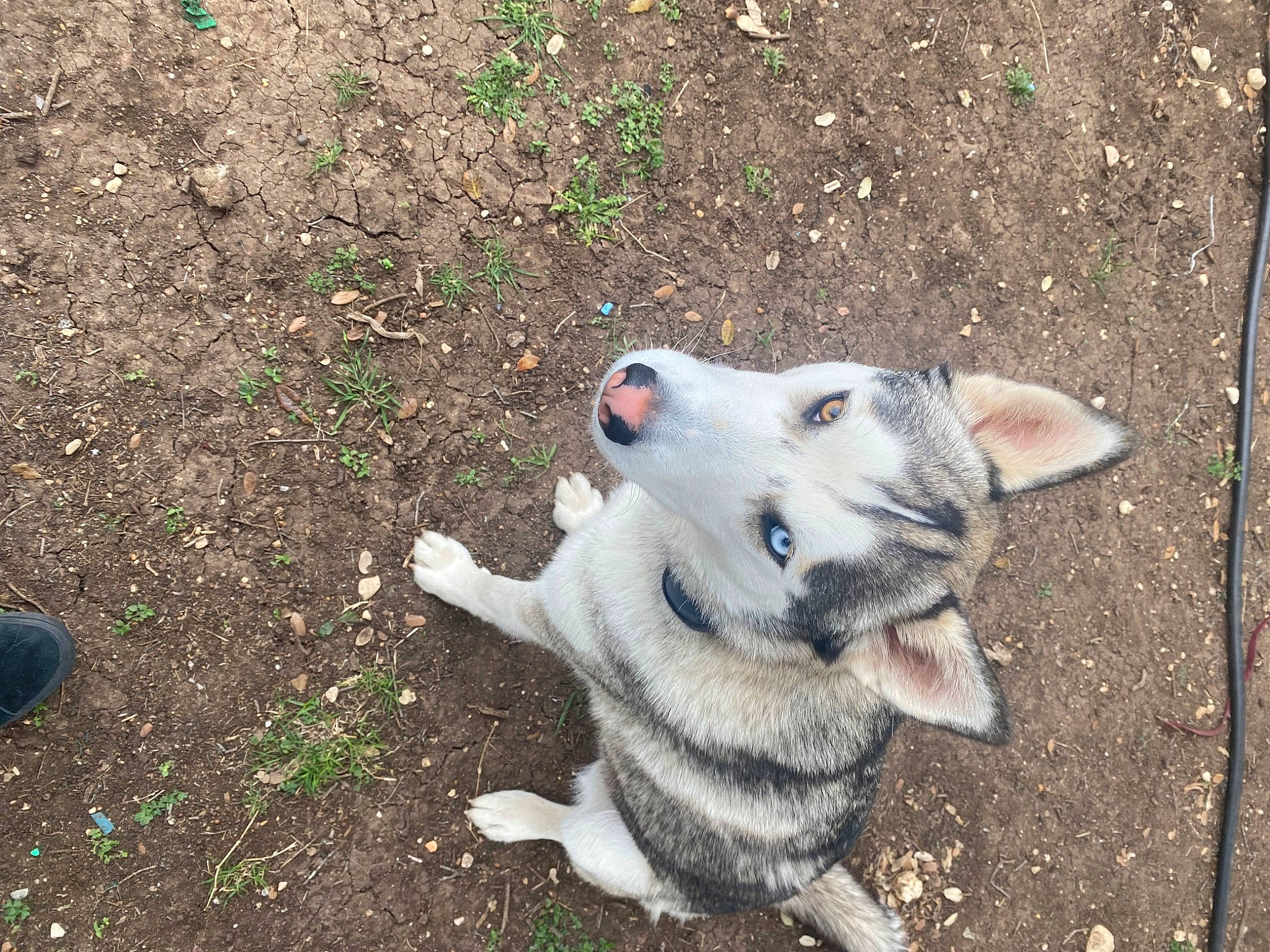 Luna is registered to the contest to win money with this photo: canidae, canis, carnivore, companion_dog, dog, dog_breed, east_european_shepherd, fashion_accessory, fawn, fur, grass, non_sporting_group, paw, soil, sporting_group, tail, terrestrial_animal, whiskers, working_animal, working_dog