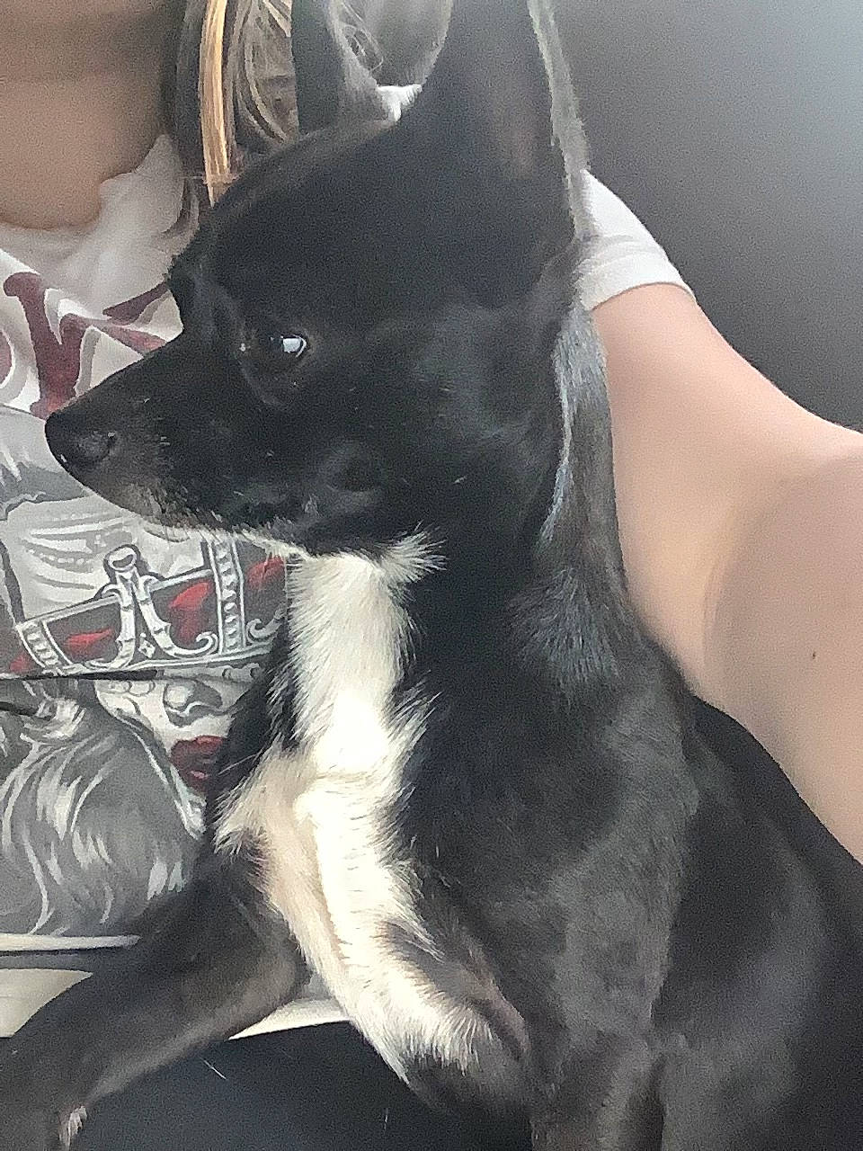 Charcoal is registered to the contest to win money with this photo: carmine, carnivore, comfort, companion_dog, dog, dog_breed, ear, foot, fur, gesture, human_leg, leg, monochrome_photography, neck, sitting, snout, sporting_group, thigh, whiskers, working_animal