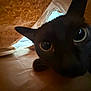 Mira participe au concours pour gagner de l'argent avec cette photo : cat, black_cat, wide_eyes, close_up, paper_bag, indoors, curious, pet, animal, feline, whiskers, ears, face, playing, cozy, tunnel, soft_light, shadow, texture, close_range
