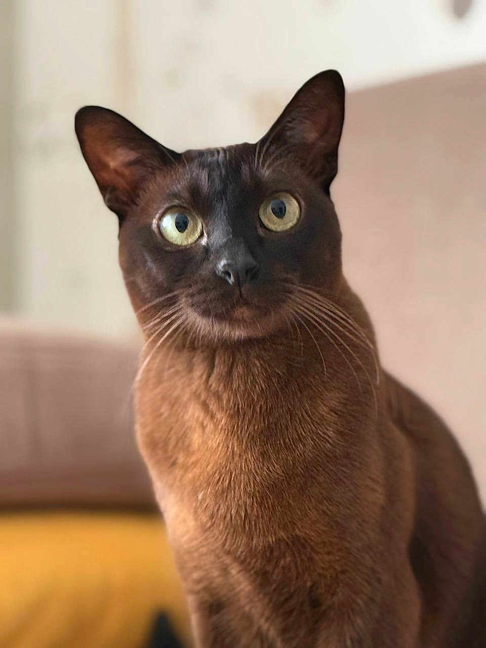Mira a rejoint le concours — aidez-le/la à gagner de superbes lots ! cat, brown_cat, pet, animal, feline, close_up, indoor, fur, whiskers, eyes, portrait, cute, domestic_animal, looking, curious, soft_background, mammal, ears, sitting