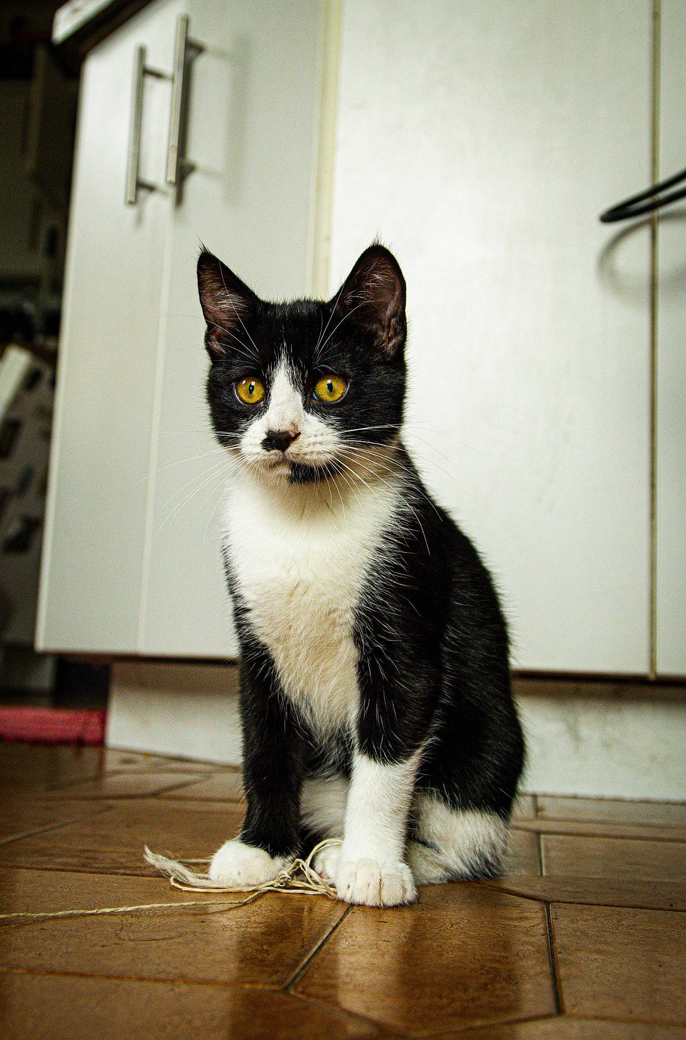 Maïa a rejoint le concours — aidez-le/la à gagner de superbes lots ! carnivore, cat, domestic_short_haired_cat, felidae, flooring, formal_wear, fur, grey, hardwood, monochrome_photography, moustache, paw, sitting, small_to_medium_sized_cats, snout, tail, whiskers, window, wood